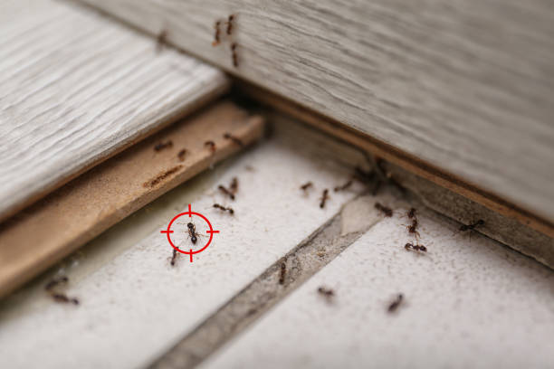 Best Affordable Pest Control Services  in East Richmond Heights, CA